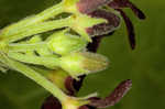 Maroon Carolina milkvine